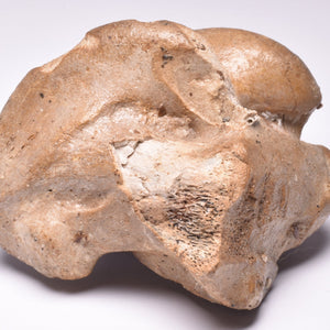 Horse Fossils