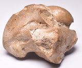 GENUINE EQUIDAE ANKLE BONE (HORSE FOSSIL) PLEISTOCENE NORTH SEA, ICE AGE F392