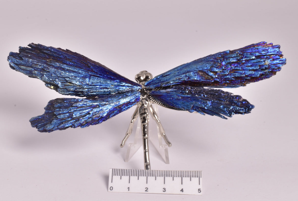 TITANIUM AURA KYANITE DRAGONFLY P551