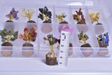 ASSORTED MINI CRYSTAL 12 PIECE GEM TREE BOX TR1
