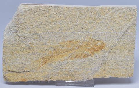 FISH FOSSIL, KNIGHTIA EOCAENA FISH FOSSIL F653