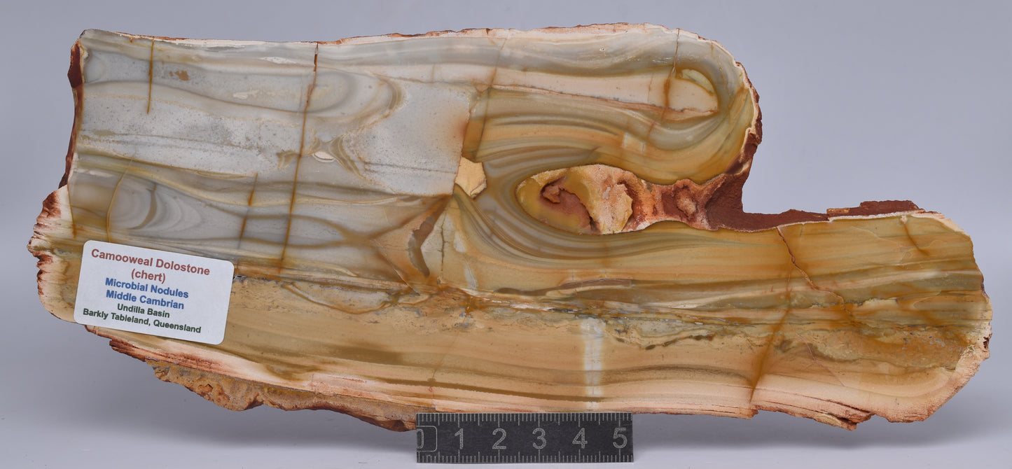 CAMOOWEAL DOLOSTONE (CHERT) MICROBIAL NODULES, MIDDLE CAMBRIAN, AUSTRALIA S1282