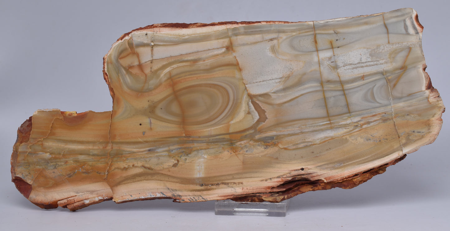 CAMOOWEAL DOLOSTONE (CHERT) MICROBIAL NODULES, MIDDLE CAMBRIAN, AUSTRALIA S1282