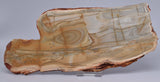 CAMOOWEAL DOLOSTONE (CHERT) MICROBIAL NODULES, MIDDLE CAMBRIAN, AUSTRALIA S1282