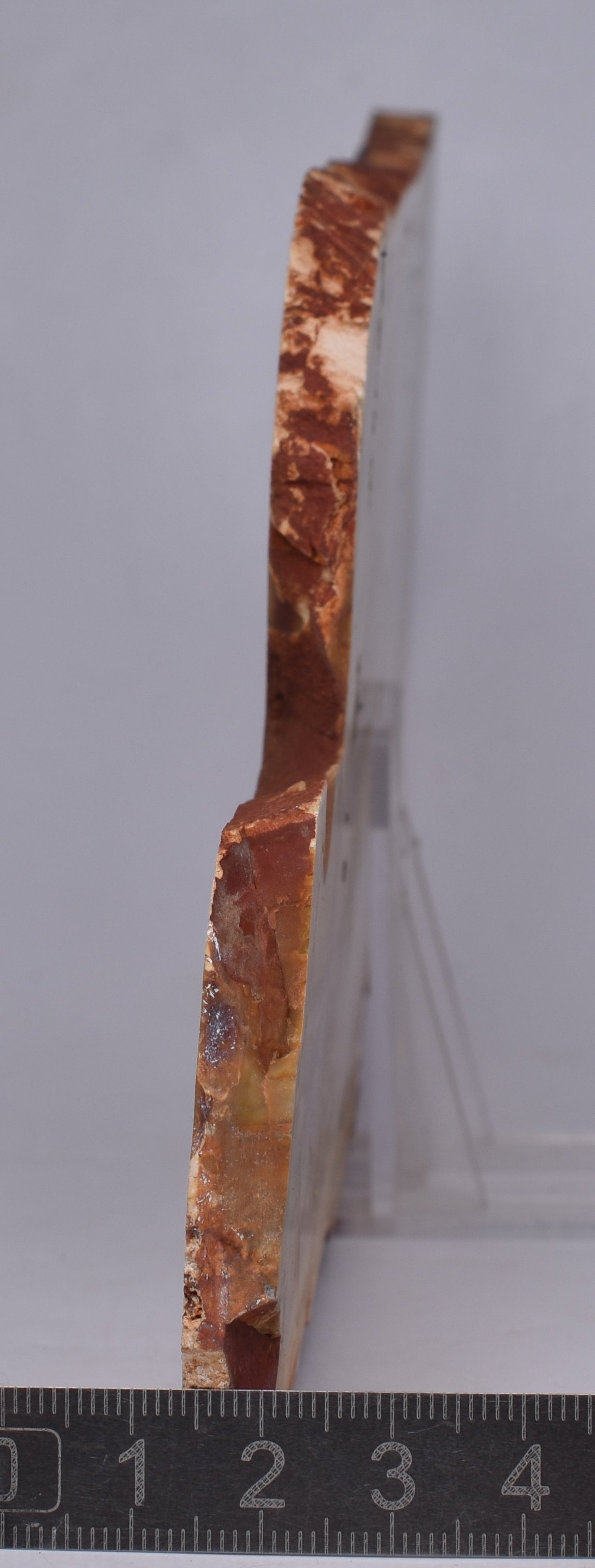 CAMOOWEAL DOLOSTONE (CHERT) MICROBIAL NODULES, MIDDLE CAMBRIAN, AUSTRALIA S1282