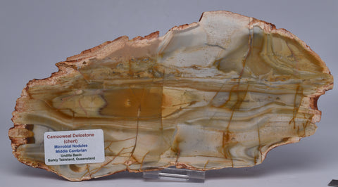 CAMOOWEAL DOLOSTONE (CHERT) MICROBIAL NODULES, MIDDLE CAMBRIAN, AUSTRALIA S1281
