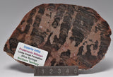 STROMATOLITE, Inzeria intia, PROTEROZOIC, FOSSIL S1283