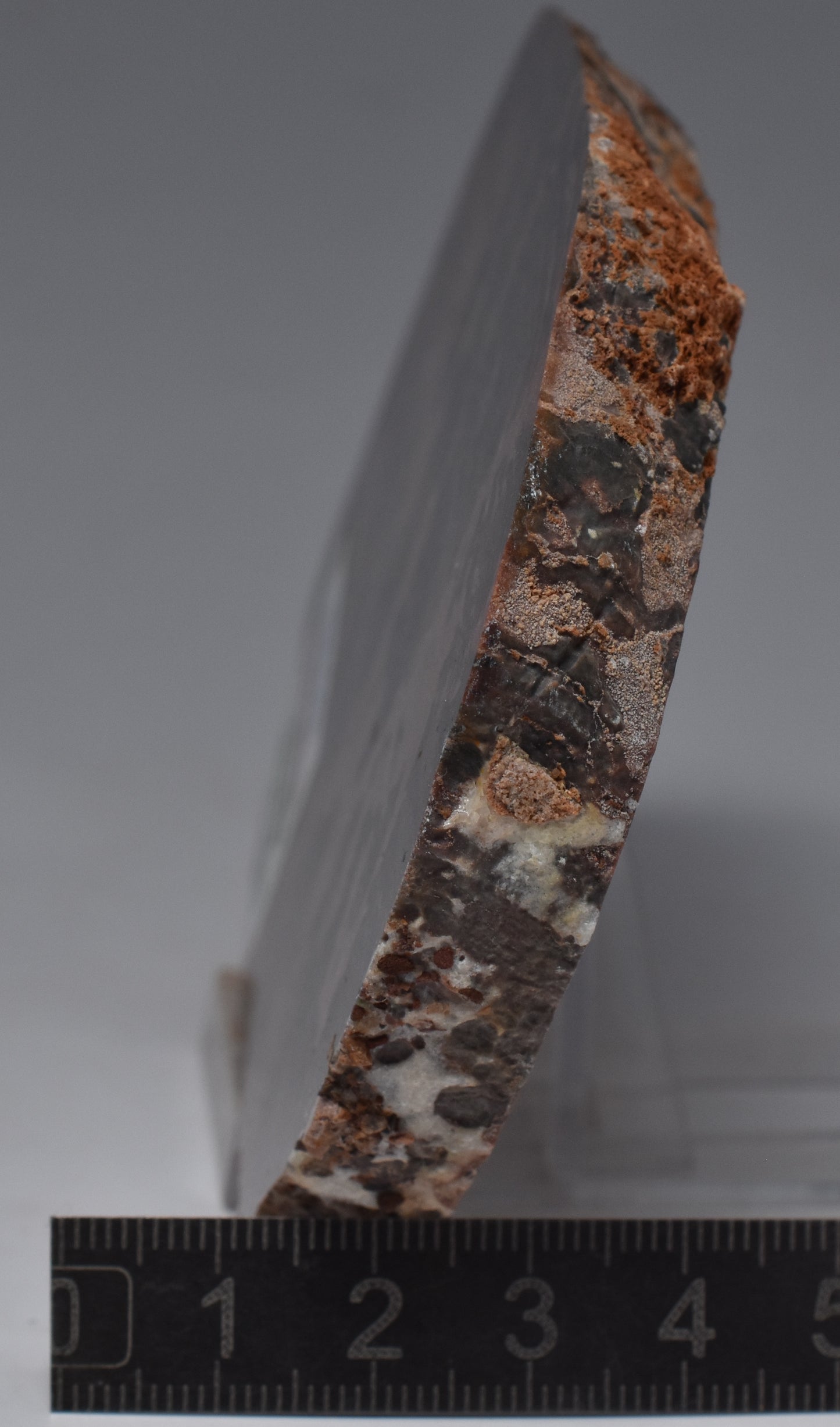 STROMATOLITE, Inzeria intia, PROTEROZOIC, FOSSIL S1283