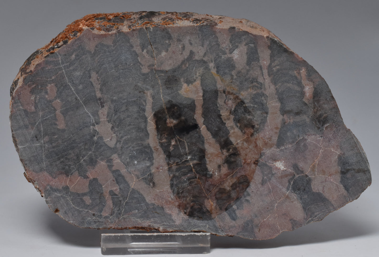 STROMATOLITE, Inzeria intia, PROTEROZOIC, FOSSIL S1283