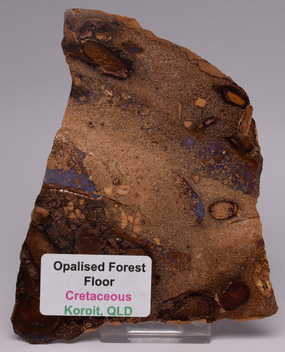 OPALISED FOREST FLOOR Polished, Koroit, Queensland, Australia S1293