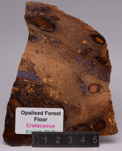 OPALISED FOREST FLOOR Polished, Koroit, Queensland, Australia S1293