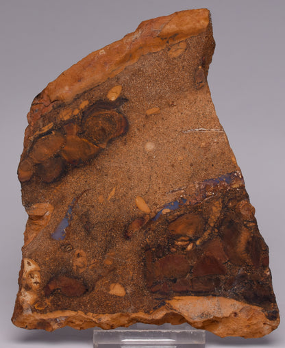 OPALISED FOREST FLOOR Polished, Koroit, Queensland, Australia S1293