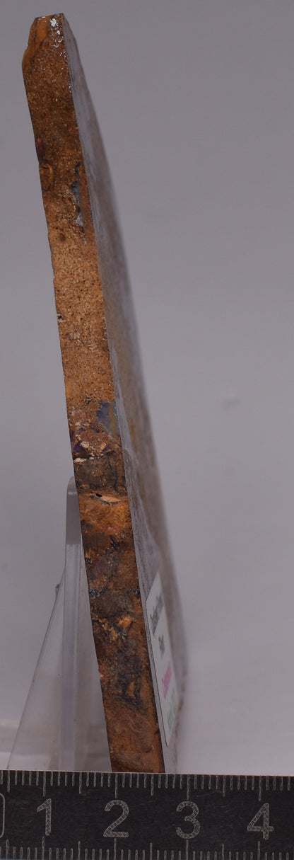 OPALISED FOREST FLOOR Polished, Koroit, Queensland, Australia S1293