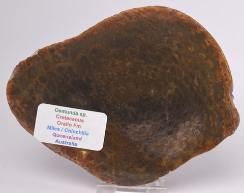 OSMUNDA SLICE, CRETACEOUS, MILES, CHINCHILLA, QUEENSLAND, AUSTRALIA S537