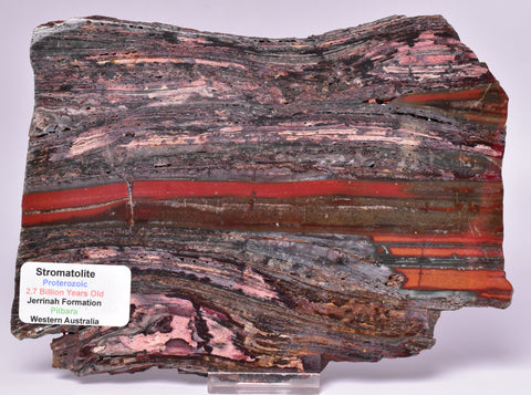 STROMATOLITE from the Jerrinah Formation, Pilbara, Western Australia S546