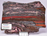 STROMATOLITE from the Jerrinah Formation, Pilbara, Western Australia S546
