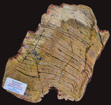 MICROBIAL MAT, Stromatolite STRELLEY POOL SLICE, S556