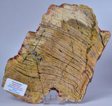 Stromatolite STRELLEY POOL SLICE, S556