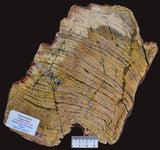 MICROBIAL MAT, Stromatolite STRELLEY POOL SLICE, S556