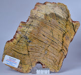 Stromatolite STRELLEY POOL SLICE, S556