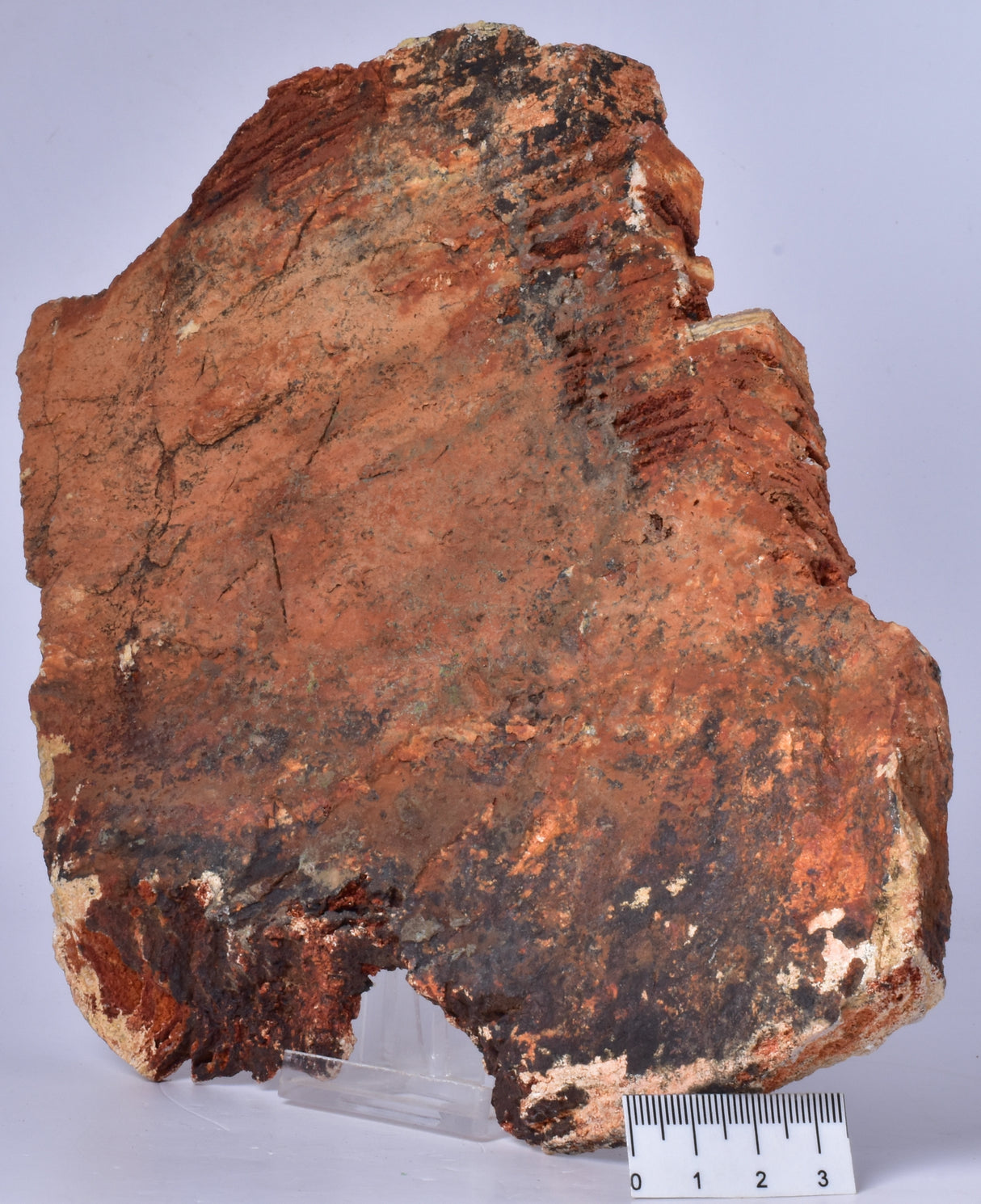 MICROBIAL MAT, Stromatolite STRELLEY POOL SLICE, S556