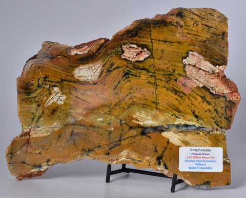 STRELLEY POOL SLICED STROMATOLITE, 3.43 byo, Australia S558