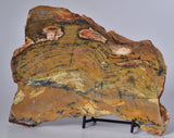 MICROBIAL MAT, STRELLEY POOL SLICED STROMATOLITE, 3.43 byo, Australia S558