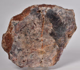 AMETHYST SLICE, from WAVE HILL, AUSTRALIA S560