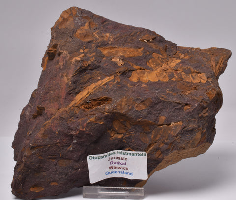 OTOZAMITES FEISTMANTELLI LEAF FOSSIL, QUEENSLAND, AUSTRALIA F593