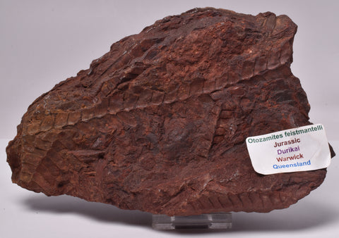 OTOZAMITES FEISTMANTELLI LEAF FOSSIL, QUEENSLAND, AUSTRALIA F564