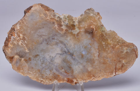 DINOSAUR POO, COPROLITE, SLICED AND POLISHED S349
