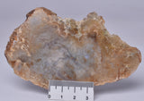 DINOSAUR POO, COPROLITE, SLICED AND POLISHED S349