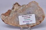 DINOSAUR POO, COPROLITE, SLICED AND POLISHED S349