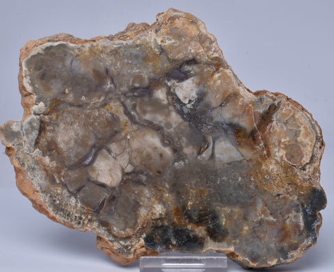 DINOSAUR POO, COPROLITE, SLICED AND POLISHED S353