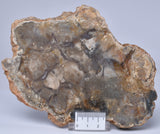 DINOSAUR POO, COPROLITE, SLICED AND POLISHED S353