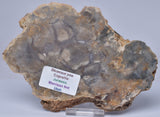 DINOSAUR POO, COPROLITE, SLICED AND POLISHED S353