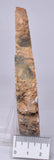 DINOSAUR POO, COPROLITE, SLICED AND POLISHED S353