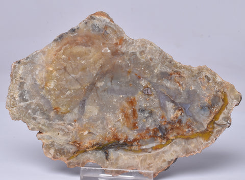 DINOSAUR POO, COPROLITE, SLICED AND POLISHED S354