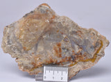 DINOSAUR POO, COPROLITE, SLICED AND POLISHED S354