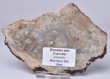 DINOSAUR POO, COPROLITE, SLICED AND POLISHED S354