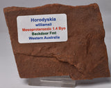 HORODYSKIA Mesoproterozoic 1.4 B.Y.O, AUSTRALIAN FOSSIL F645
