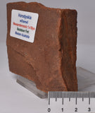 HORODYSKIA Mesoproterozoic 1.4 B.Y.O, AUSTRALIAN FOSSIL F645