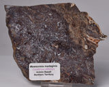 MAWSONIA MADAGINIA SLICE, STROMATOLITE, CAMBRIAN, AUSTRALIA S704