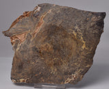 MAWSONIA MADAGINIA SLICE, STROMATOLITE, CAMBRIAN, AUSTRALIA S704