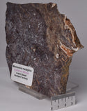 MAWSONIA MADAGINIA SLICE, STROMATOLITE, CAMBRIAN, AUSTRALIA S704