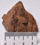 WOLF CREEK SHALE BALL METEORITE MT81