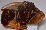 BOULDER OPAL Polished Slab Queensland, Australia OP05