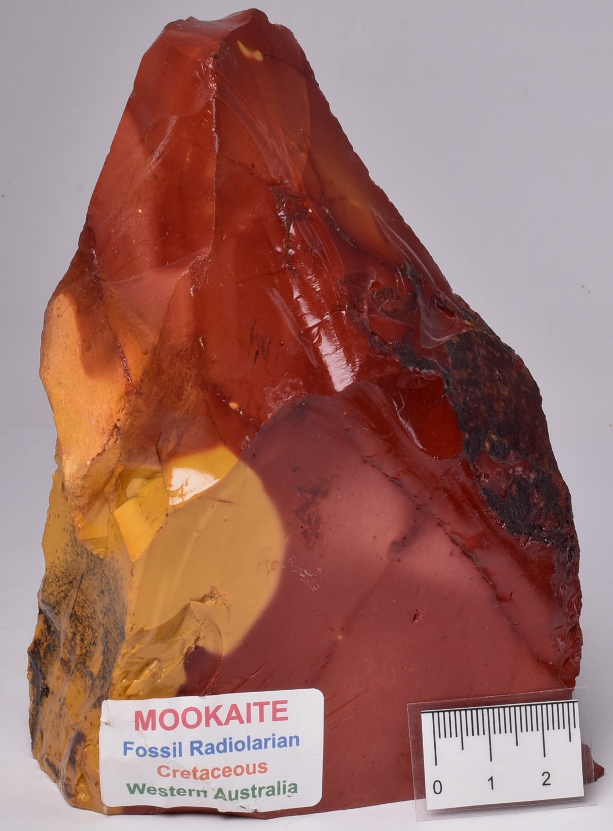 MOOKAITE Polished Slice, FOSSIL RADIOLARIAN Western Australia R05