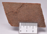 HORODYSKIA Mesoproterozoic 1.4 B.Y.O, AUSTRALIAN FOSSIL F291