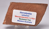 HORODYSKIA Mesoproterozoic 1.4 B.Y.O, AUSTRALIAN FOSSIL F291
